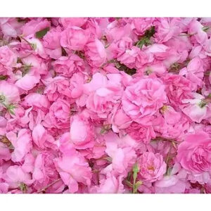 Bulgarian rose 50 ml