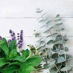 Eucalyptus and Spearmint 50ml