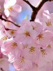 Japanese Cherry Blossom 100ml