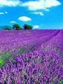 French lavender 100 ml